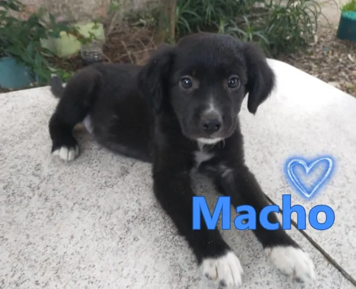 Cachorro raça SRD-ViraLata idade 2 a 6 meses nome Sem Nome