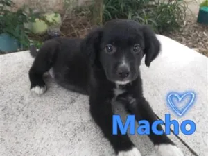 Cachorro raça SRD-ViraLata idade 2 a 6 meses nome Sem Nome