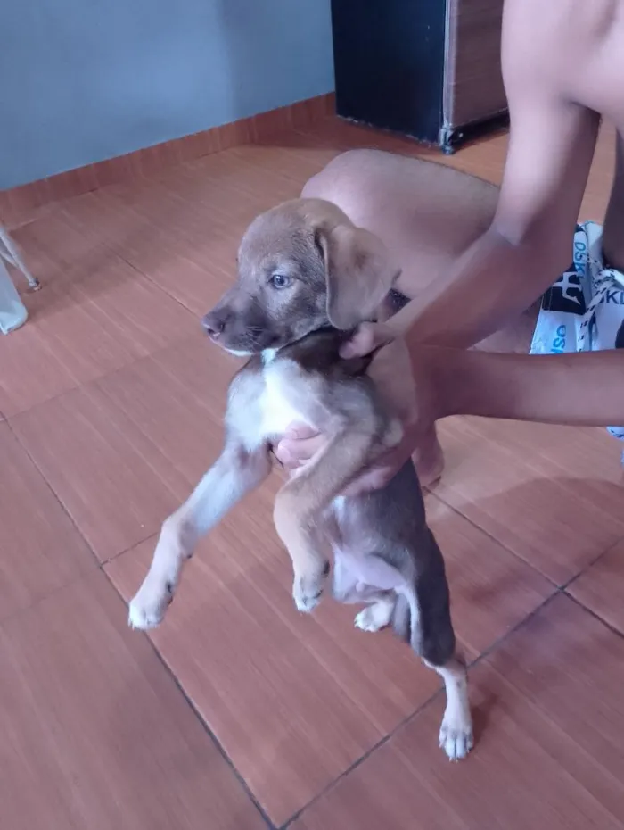 Cachorro raça Cocker idade Abaixo de 2 meses nome Bruce 