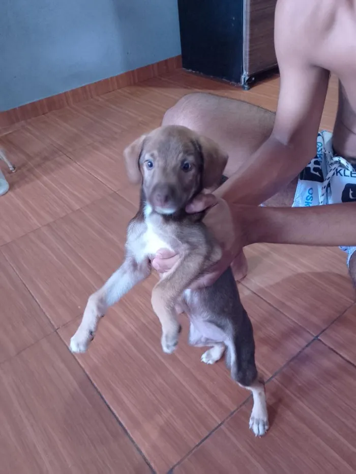 Cachorro raça Cocker idade Abaixo de 2 meses nome Bruce 