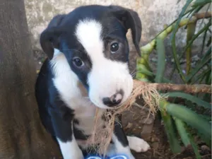 Cachorro raça SRD-ViraLata idade 2 a 6 meses nome Sem Nome