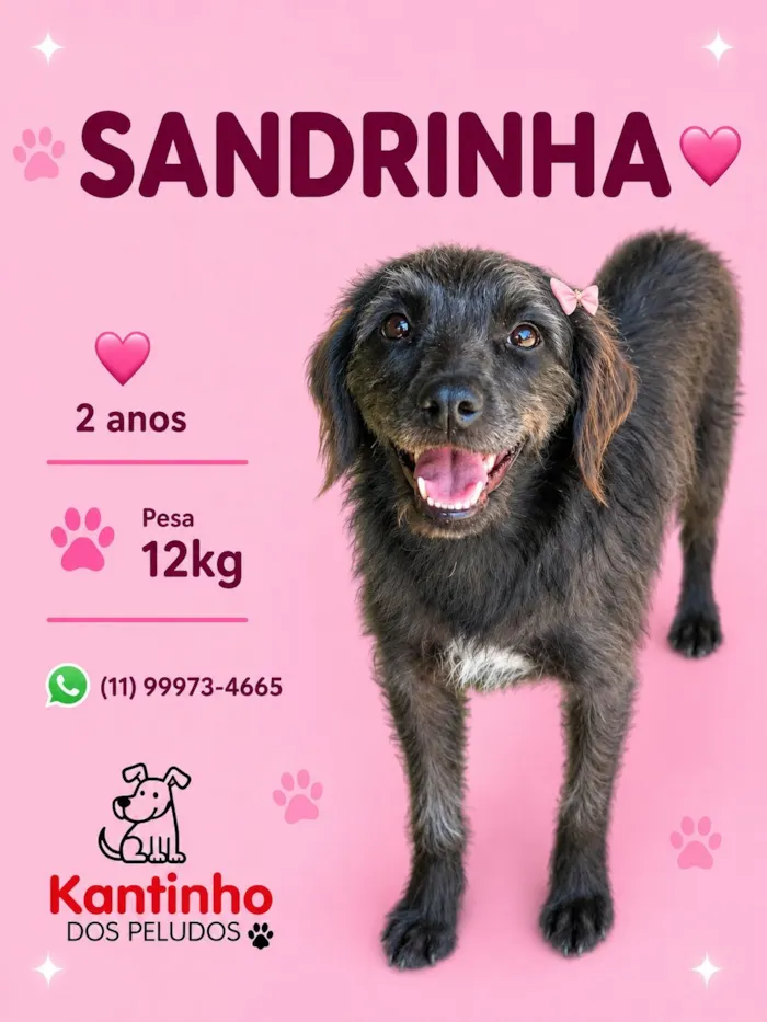 Cachorro raça SRD-ViraLata idade 2 anos nome Sandrinha 