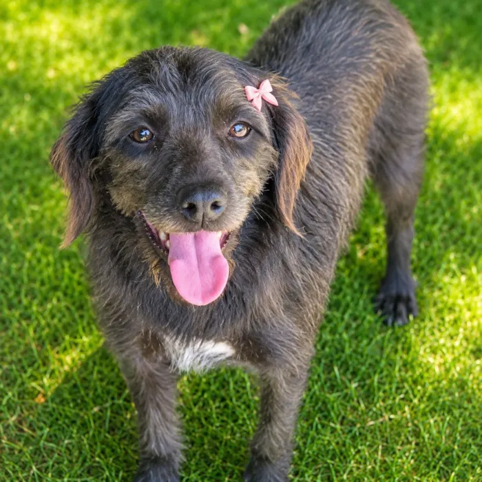 Cachorro raça SRD-ViraLata idade 2 anos nome Sandrinha 