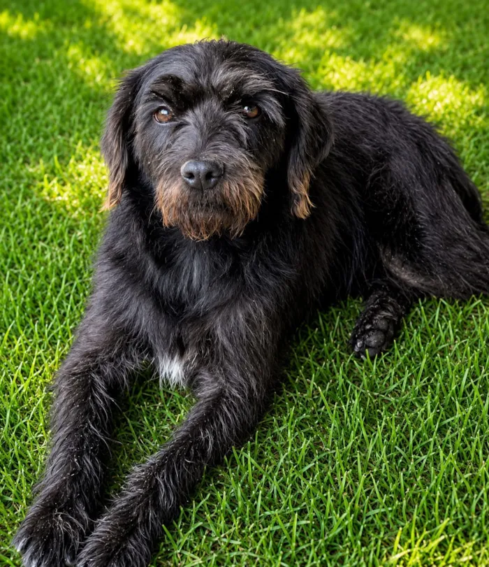 Cachorro raça SRD-ViraLata idade 2 anos nome Sandrinha 
