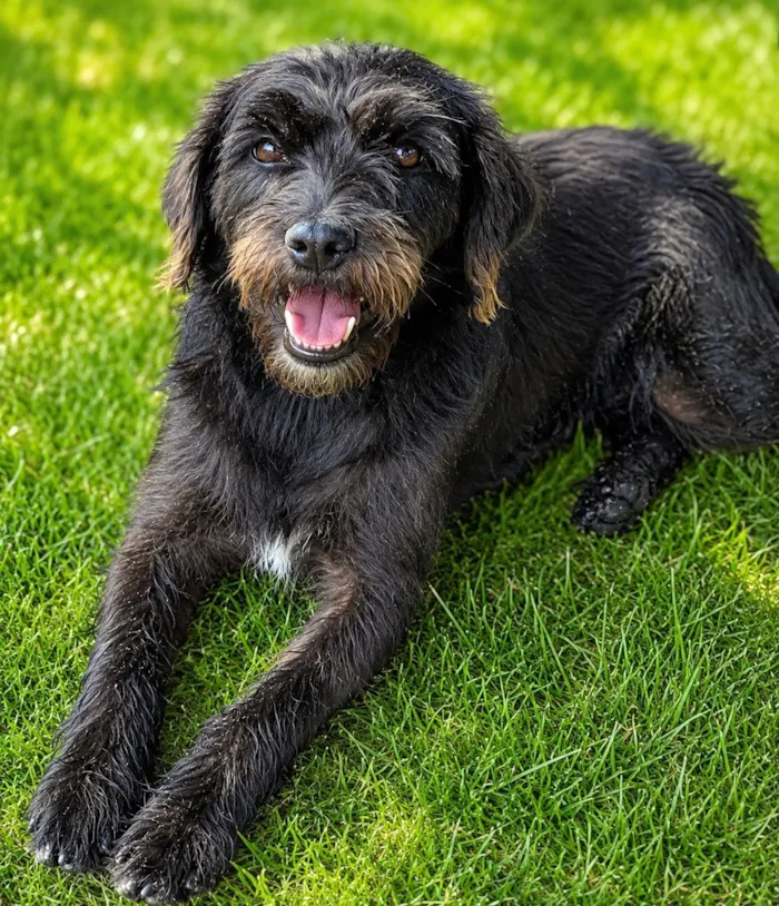 Cachorro raça SRD-ViraLata idade 2 anos nome Sandrinha 