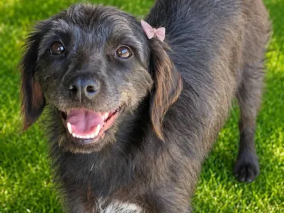 Cachorro raça SRD-ViraLata idade 2 anos nome Sandrinha 
