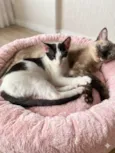 Amora e Milo