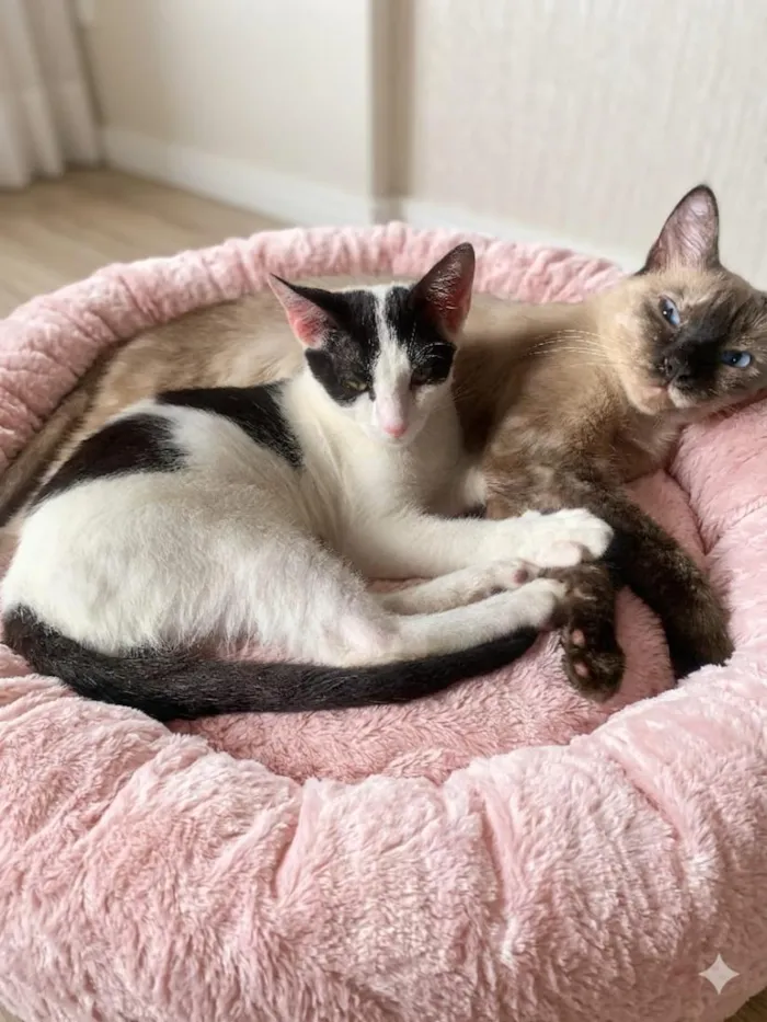 Gato raça SRD-ViraLata idade 2 a 6 meses nome Amora e Milo