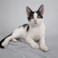 Amora e Milo