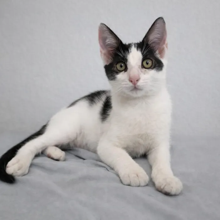 Gato raça SRD-ViraLata idade 2 a 6 meses nome Amora e Milo