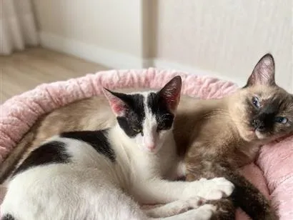 Gato raça SRD-ViraLata idade 2 a 6 meses nome Amora e Milo