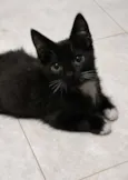 Chico