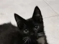 Chico