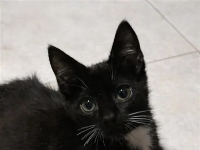 Gato raça SRD-ViraLata idade 2 a 6 meses nome Chico