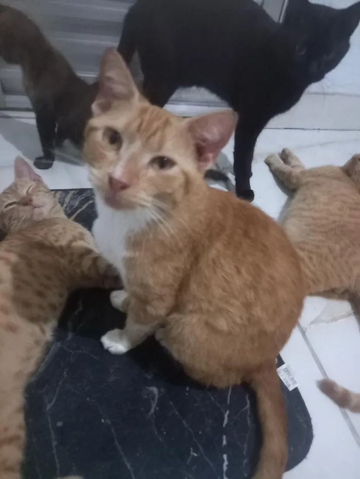 Gato raça SRD-ViraLata idade 1 ano nome Meduzin
