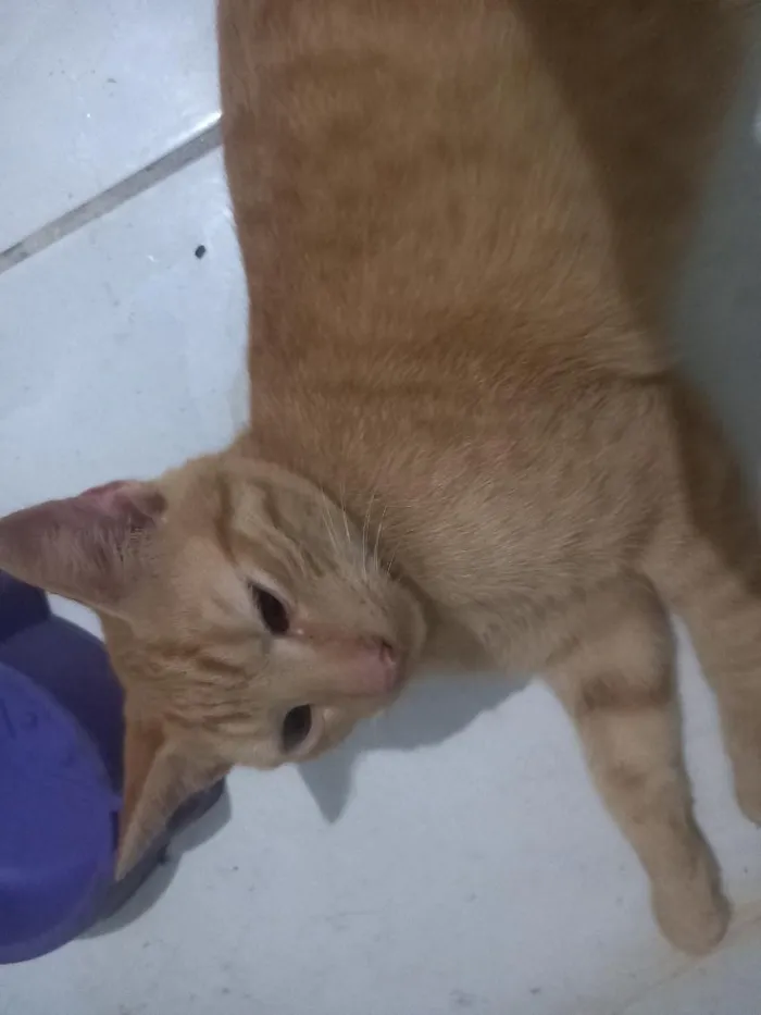 Gato raça SRD-ViraLata idade 2 a 6 meses nome não tem nome