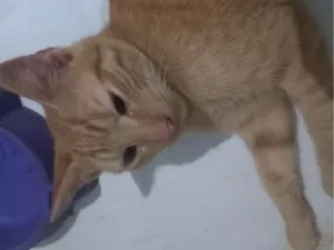 Gato raça SRD-ViraLata idade 2 a 6 meses nome não tem nome