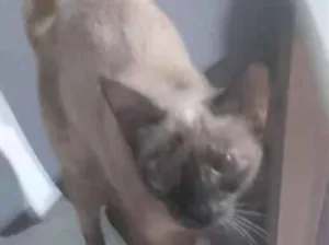 Gato raça Siamês idade 7 a 11 meses nome Pandora 