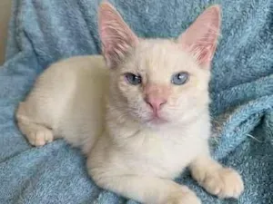 Gato raça SRD-ViraLata idade 2 a 6 meses nome Nino e Floquinho 