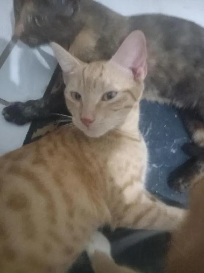 Gato raça SRD-ViraLata idade 2 a 6 meses nome não tem nome