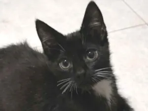 Gato raça SRD-ViraLata idade 2 a 6 meses nome Chico