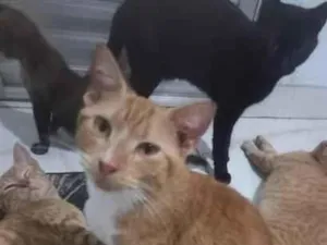 Gato raça SRD-ViraLata idade 1 ano nome Meduzin