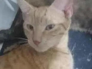 Gato raça SRD-ViraLata idade 2 a 6 meses nome não tem nome