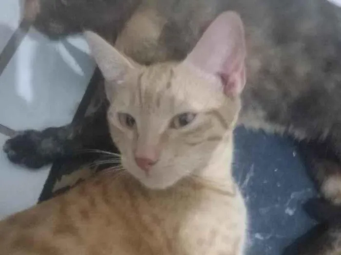 Gato raça SRD-ViraLata idade 2 a 6 meses nome não tem nome
