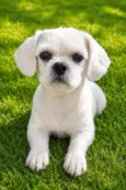 Billy