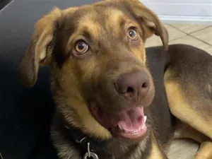 Cachorro raça SRD-ViraLata idade 7 a 11 meses nome Resgatado para adoção 