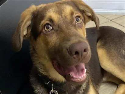 Cachorro raça SRD-ViraLata idade 7 a 11 meses nome Resgatado para adoção 