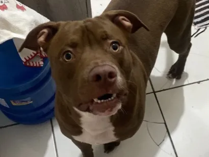 Cachorro raça Pit-Bull idade 7 a 11 meses nome Dante 
