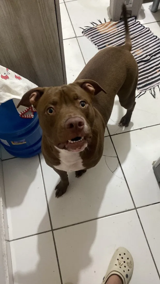Cachorro raça Pit-Bull idade 7 a 11 meses nome Dante 