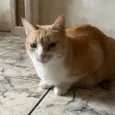 Mel