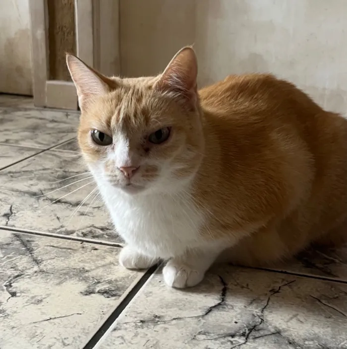 Gato raça SRD-ViraLata idade 6 ou mais anos nome Mel