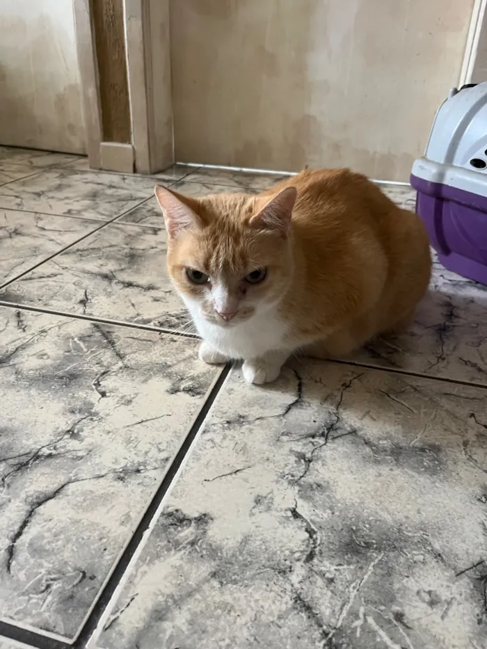 Gato raça SRD-ViraLata idade 6 ou mais anos nome Mel