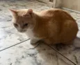 Mel