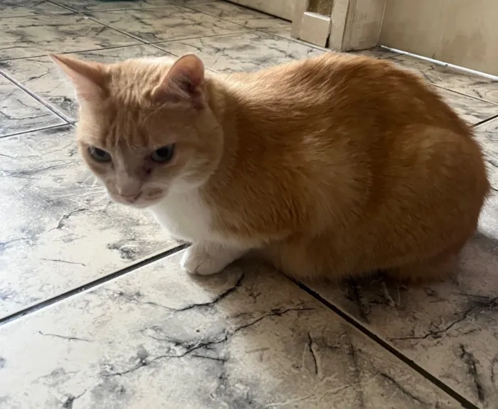 Gato raça SRD-ViraLata idade 6 ou mais anos nome Mel