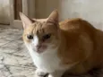 Mel