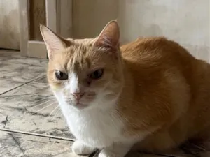 Gato raça SRD-ViraLata idade 6 ou mais anos nome Mel