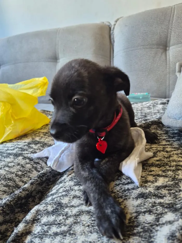 Cachorro raça SRD-ViraLata idade 2 a 6 meses nome Pretinha