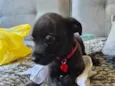 Pretinha