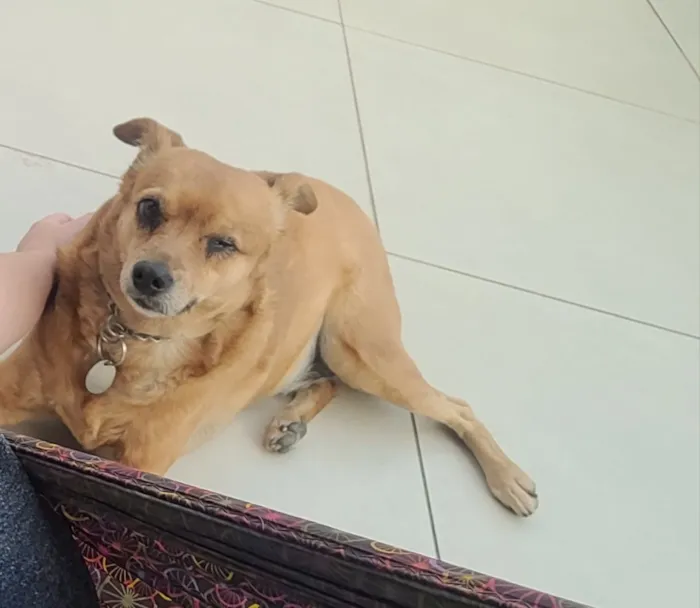 Cachorro raça SRD-ViraLata idade 6 ou mais anos nome Radija 