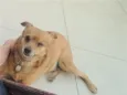 Radija 