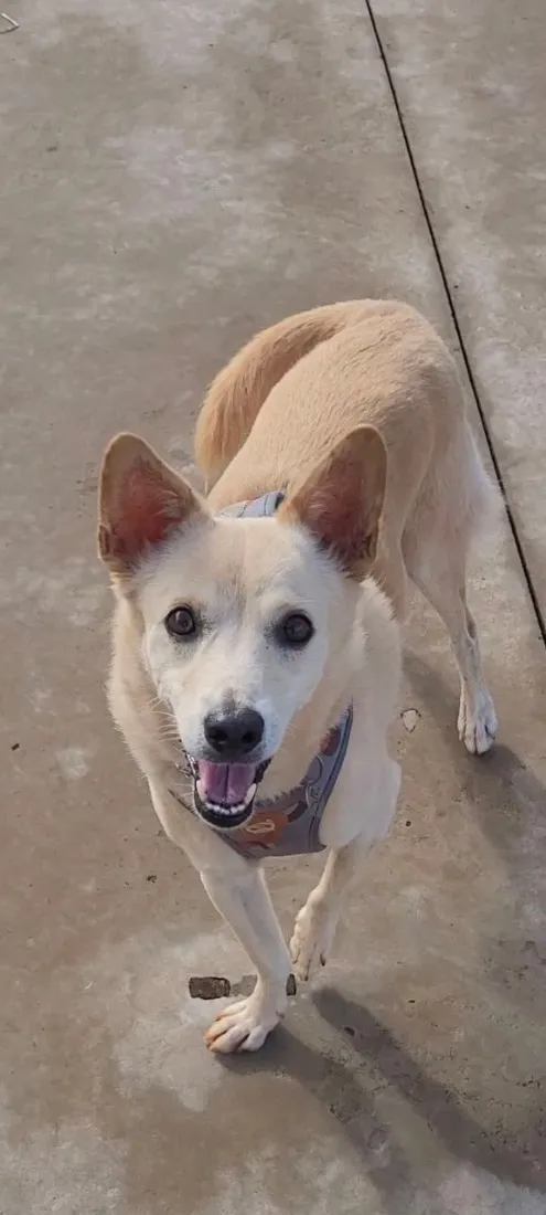Cachorro raça SRD-ViraLata idade 6 ou mais anos nome Paçoca