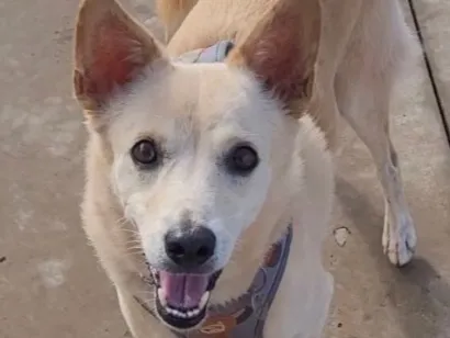 Cachorro raça SRD-ViraLata idade 6 ou mais anos nome Paçoca