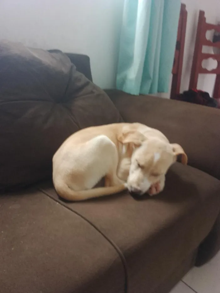 Cachorro raça SRD-ViraLata idade 7 a 11 meses nome caramelo 