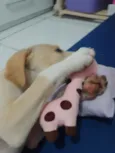 caramelo 
