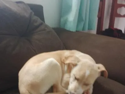 Cachorro raça SRD-ViraLata idade 7 a 11 meses nome caramelo 
