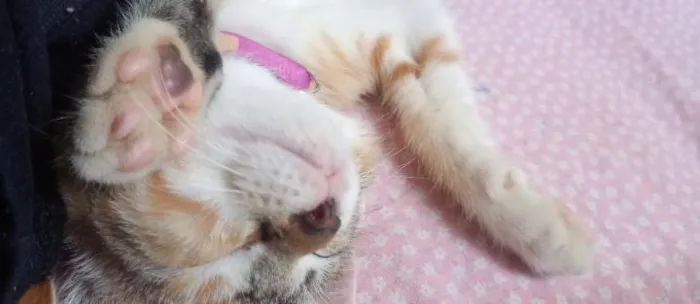 Gato raça SRD-ViraLata idade 2 a 6 meses nome Branquinho Zeus. amarelinho apolo. fêmea lua.